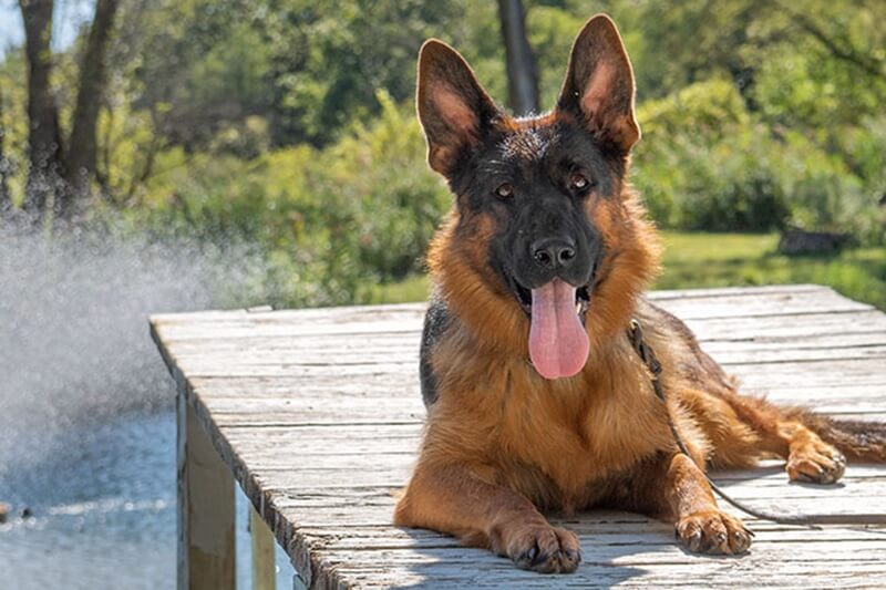 Managing Common Health Issues In An Elderly German Shepherd In Illinois