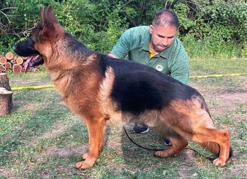 Managing Senior German Shepherd Health Issues For Wonder Lake Owners