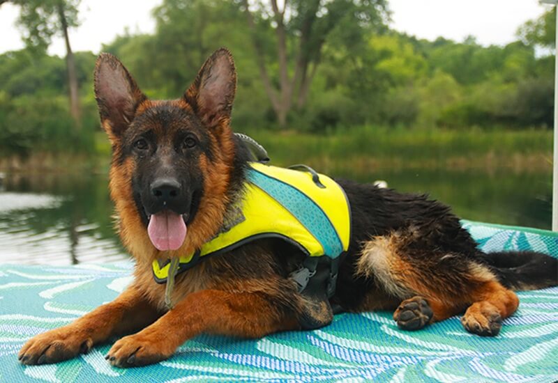Neutering A German Shepherd At The Right Age In Wonder Lake