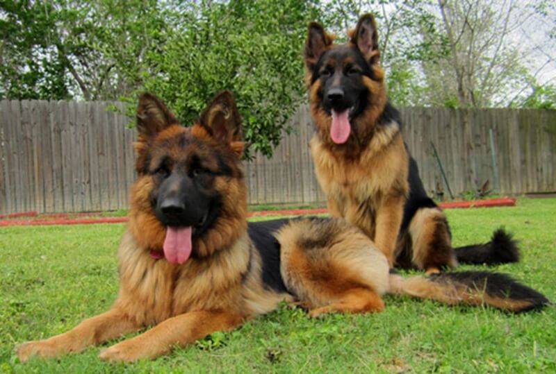 Training A German Shepherd To Get Along With Dogs In Wonder Lake