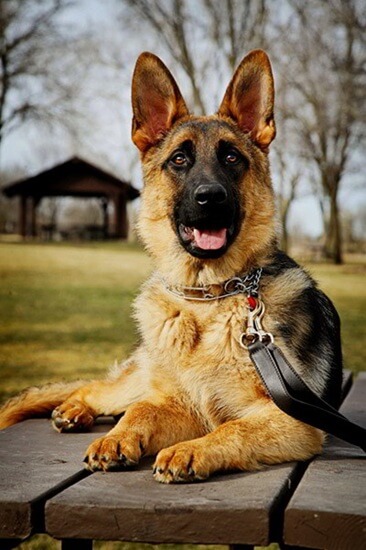 Wonder Lake Feeding Chart Guide For German Shepherd Age & Weight