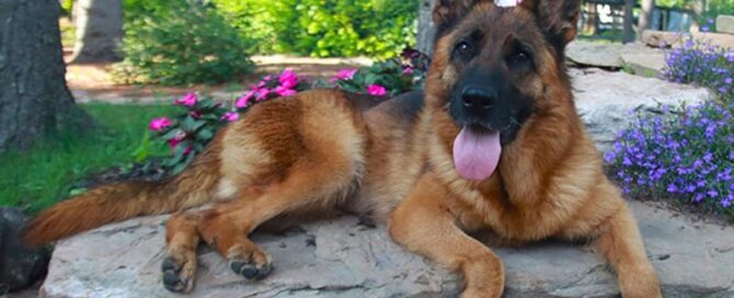 Wonder Lake Guide For Female German Shepherd Growth Timeline