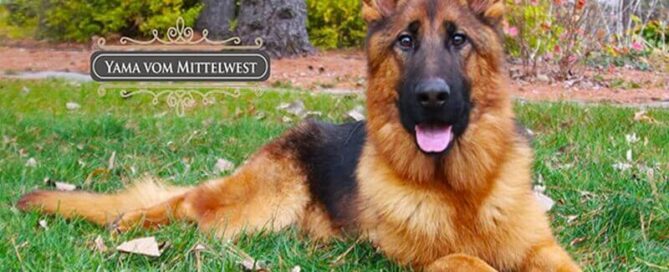 Wonder Lake Guide On Managing Health Issues In An Old German Shepherd