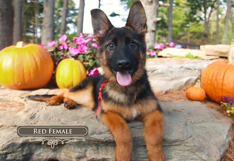 Wonder Lake Guide On When German Shepherd Puppy Ears Stand