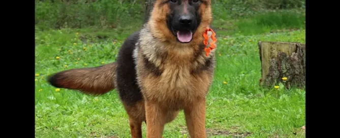 German Shepherd Guard Dog Traits From Wonder Lake Breeders