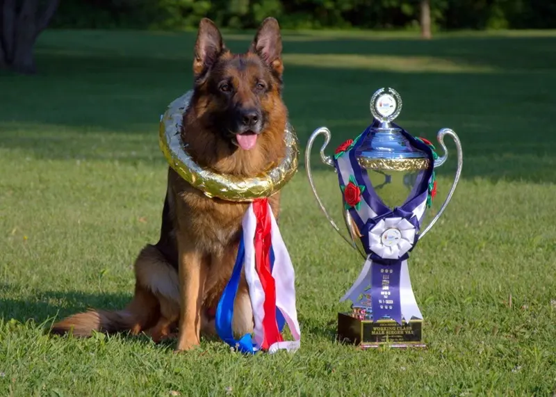 German Shepherd Running Speed Guide From Wonder Lake Breeders