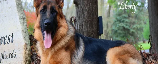 German Shepherd Speed Explained By Illinois Breeders