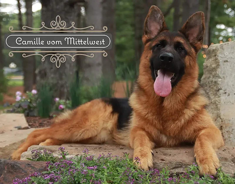 Illinois Breeders Compare King Shepherd Vs German Shepherd