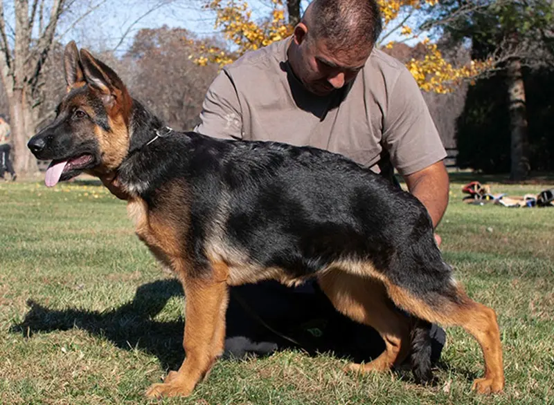 Illinois Breeders Explain Why Families Choose German Shepherd Guard Dogs