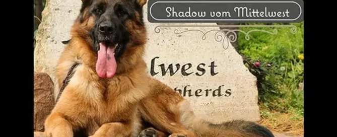 Illinois Breeders’ Guide On Proper Care For German Shepherd Longevity