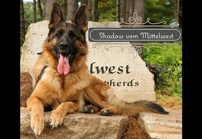 Illinois Breeders’ Guide On Proper Care For German Shepherd Longevity Illinois Breeders’ Guide On Proper Care For German Shepherd Longevity