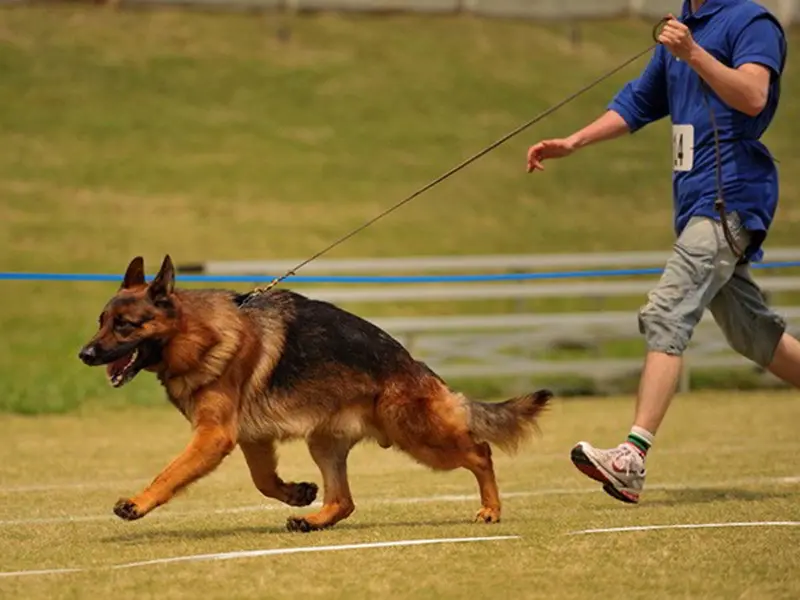 Illinois Breeders Share Facts On German Shepherd Speed