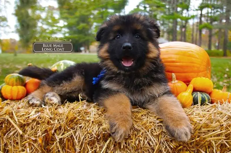 Illinois Breeders Share German Shepherd Tips For A Longer Lifespan