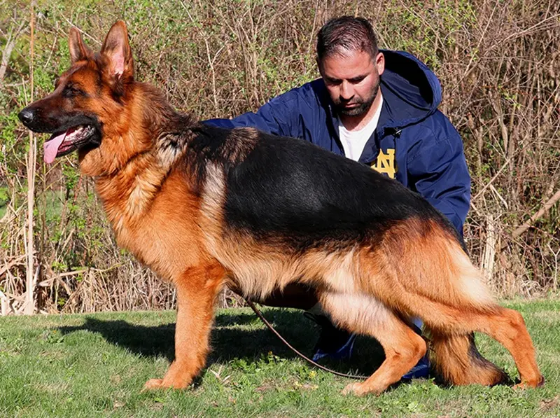 King Shepherd Vs German Shepherd Comparison From Illinois Breeders