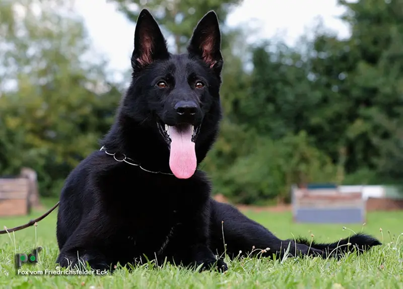 Quick Grooming Tips For Short-Haired Shepherds From Illinois Breeders
