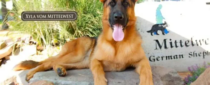 Short-Haired German Shepherd Grooming Tips From Illinois Breeders