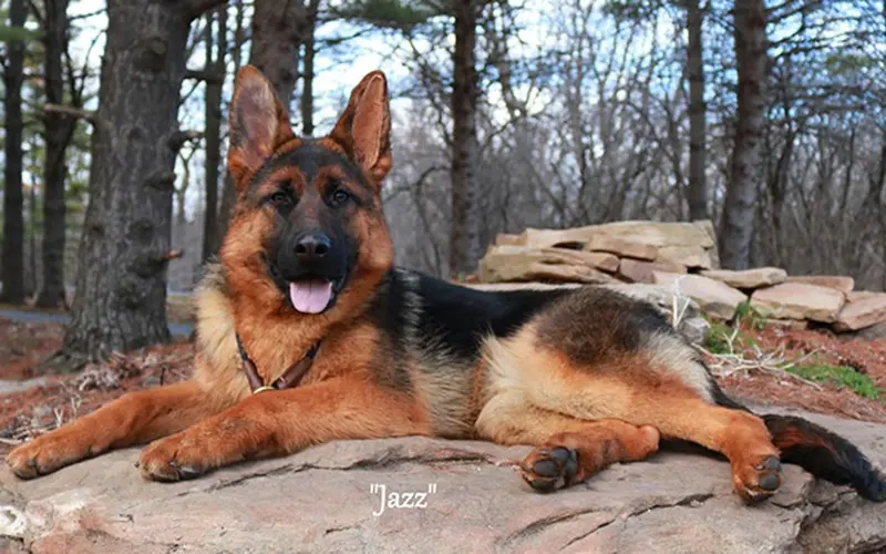 Why Illinois Families Choose German Shepherds As Guard Dogs