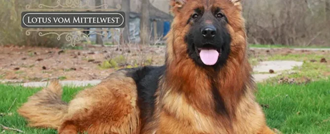 Wonder Lake Breeders Guide To King Shepherd Vs GSD