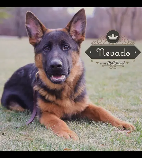 Wonder Lake Breeders Shares Shedding Tips For Short Coats