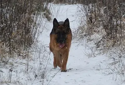 German Shepherd Cold Weather Tolerance By Temperature Range