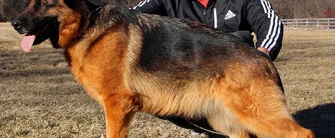 Natural Guarding Instincts Of A German Shepherd Protection Dog
