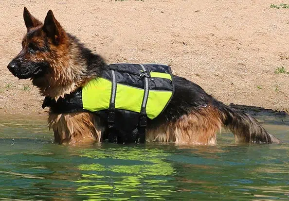 Differences Between A German Shepherd’s Winter & Summer Coat
