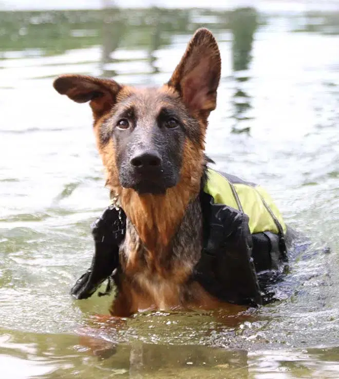Signs Your German Shepherd Is Too Cold Outdoors