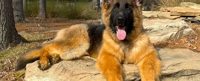Signs Your German Shepherd May Have Health Issues In Illinois