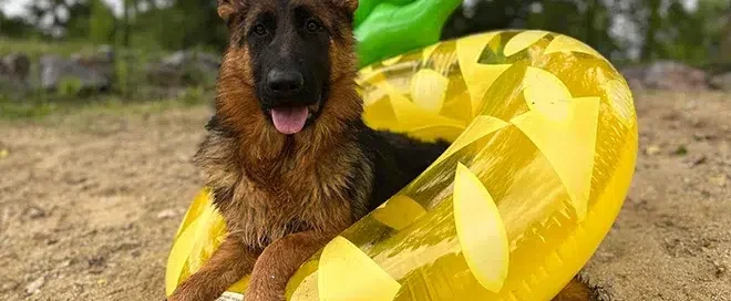 Safe Summer Cooling Alternatives To Shaving German Shepherds