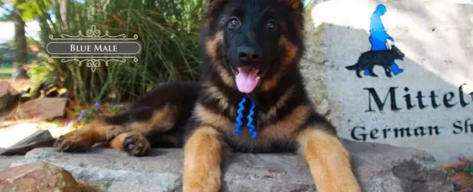 At Mittelwest German Shepherds, We Care About Your Dog’s Ear Health