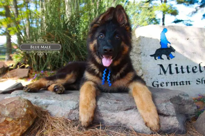 At Mittelwest German Shepherds, We Care About Your Dog’s Ear Health