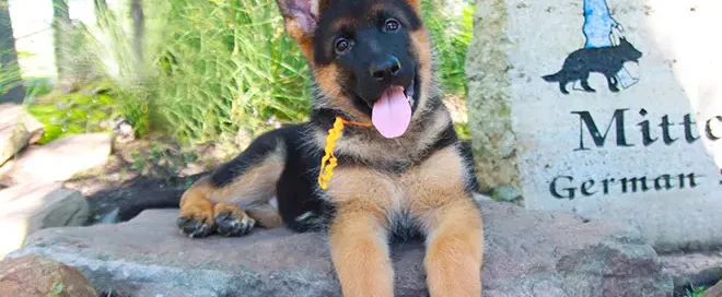 German Shepherd Eye Health Signs You Should Know