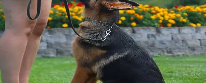 German Shepherd First Heat Symptoms: What Owners Should Know