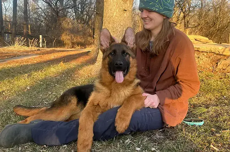 German Shepherd Heat Cycle: What’s Going On With Your Girl?