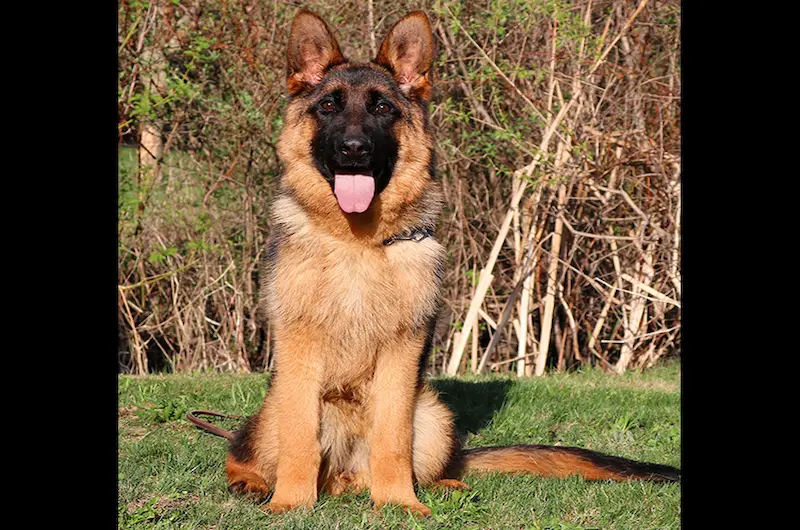 German Shepherd Licking Paws: What Your Dog May Be Telling You