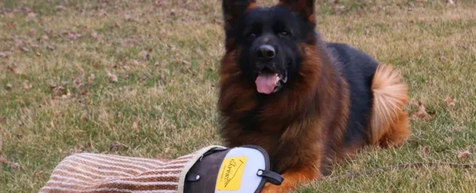 German Shepherd Smell Range: How Far Scent Travels
