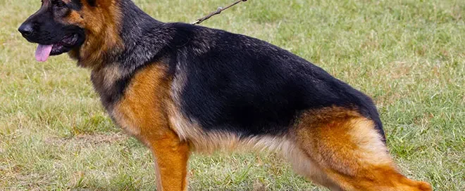 German Shepherd Limping After Running: What Could Be Wrong?
