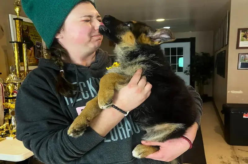 How Mittlewest German Shepards Give Puppies A Strong Start