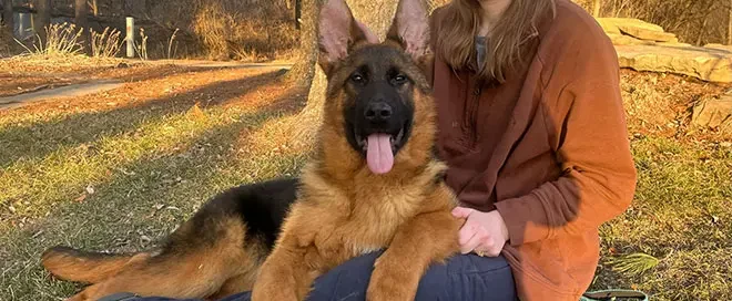 How To Stop German Shepherd Odor: The Most Common Sources