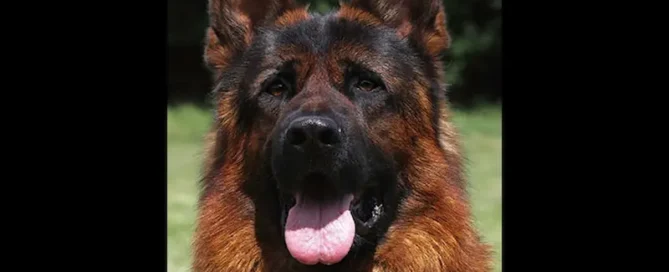 Paw Licking Again? See What Your German Shepherd Needs