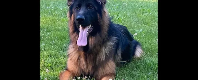 See What Happens During A German Shepherd Heat Cycle