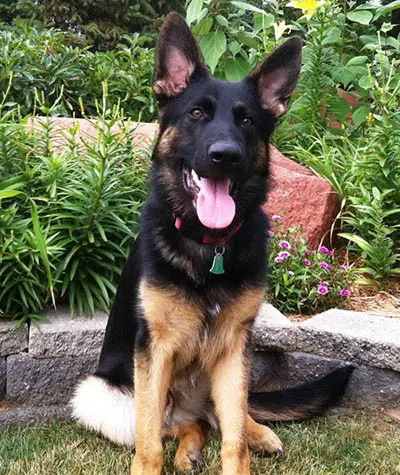 What Your German Shepherd’s Eyes Can Tell You About Their Health