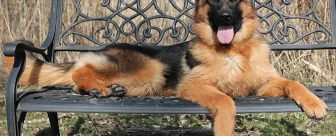 German Shepherd Itching: What Causes It & What Helps