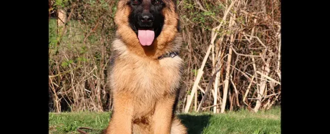 Help Your German Shepherd Beat The Summer Heat
