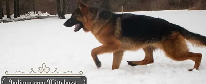 Is Winter Weather Too Harsh For German Shepherds?