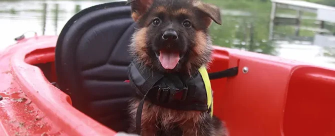 Keep Your German Shepherd Clean The Right Way