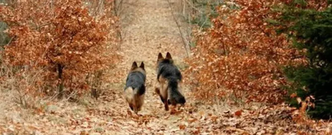 See What To Expect From A German Shepherd