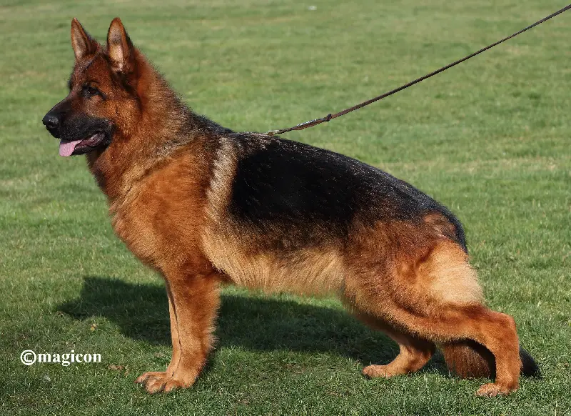 Elsa vom Mittelwest Breeding Female