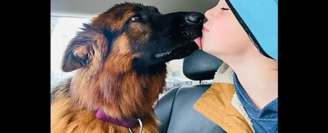 Catch Ear Infection Signs Early & Keep Your German Shepherd Safe Today