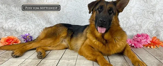 Give Your Shepherd Healthier Ears With Mittelwest Care Tips Today!